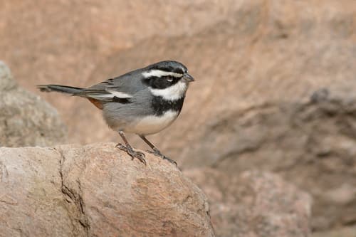 Ringed Warbling-Finch