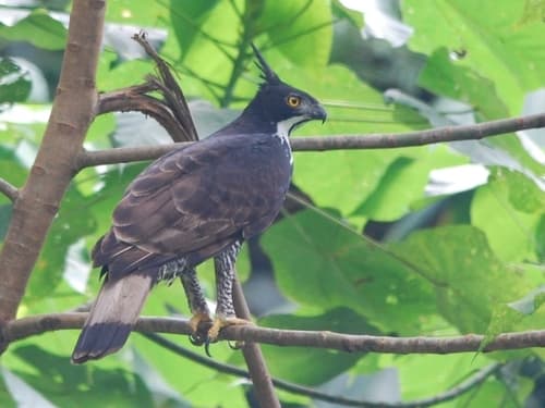 Blyth's Hawk-Eagle