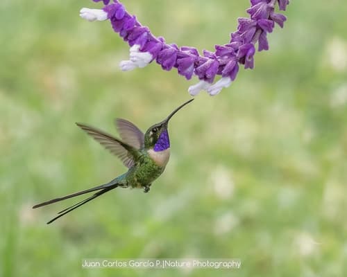 Slender Sheartail