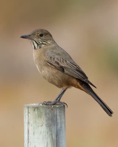 Great Shrike-Tyrant