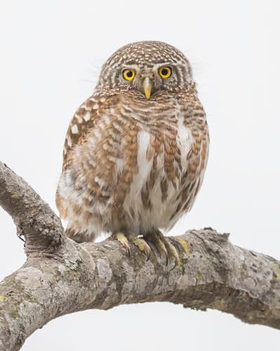 Collared Owlet