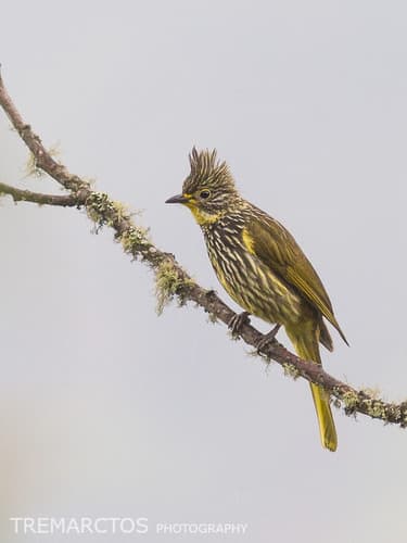 Striated Bulbul