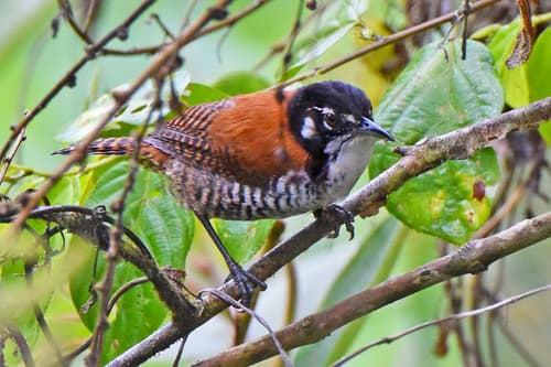 Bay Wren