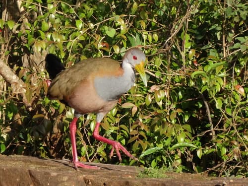 Giant Wood-Rail