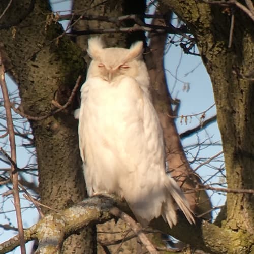 Great Horned Owl