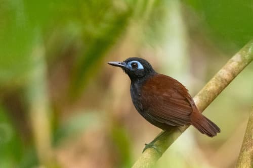 Chestnut-backed Antbird