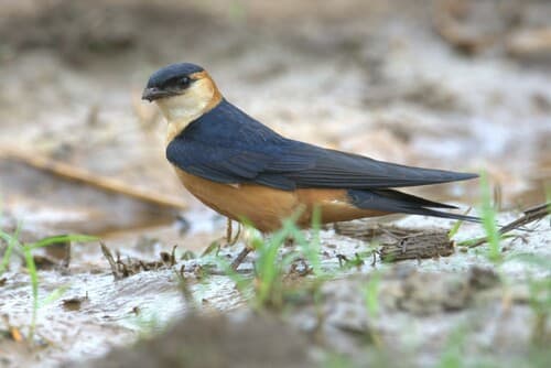 Mosque Swallow