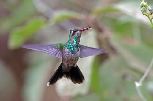 Canivet's Emerald