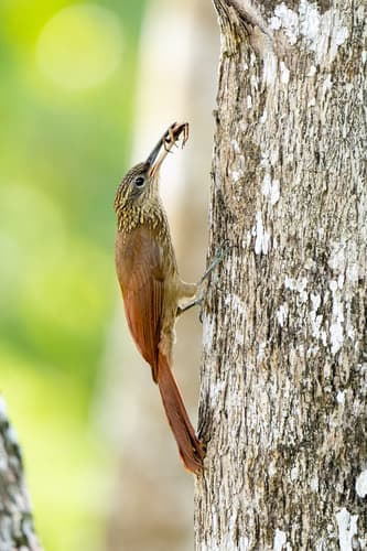 Cocoa Woodcreeper
