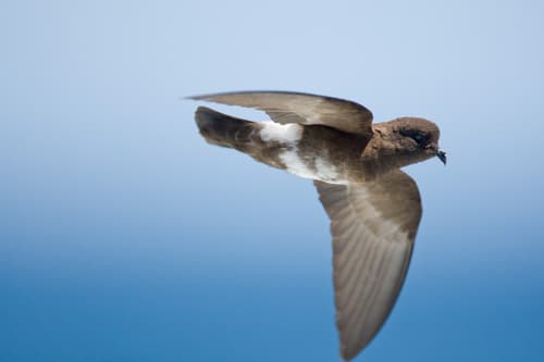 Elliot's Storm-Petrel