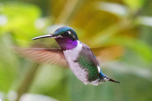 White-bellied Woodstar