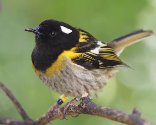 Stitchbird