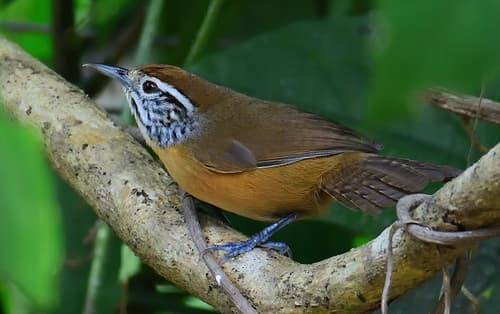 Happy Wren