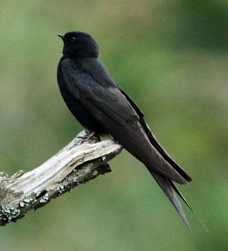 Black Sawwing