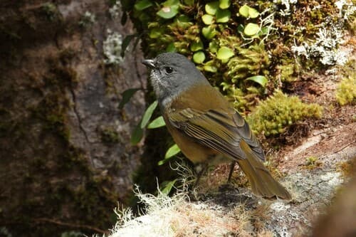 Olive Whistler