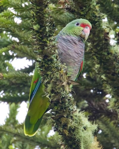 Vinaceous-breasted Amazon