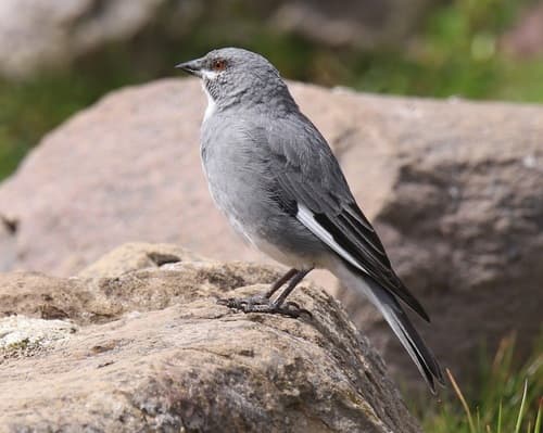 Glacier Finch