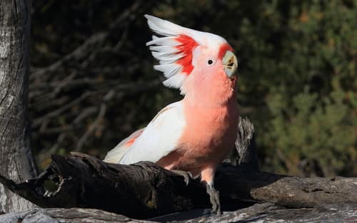 Pink Cockatoo