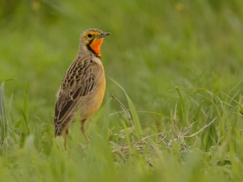 Orange-throated Longclaw