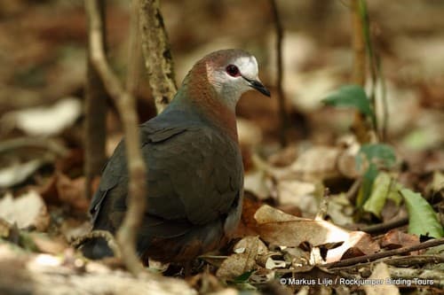 Lemon Dove