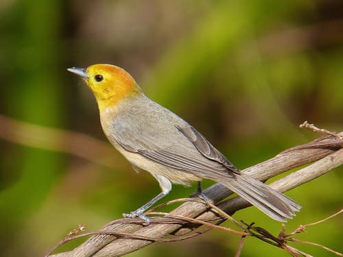 Orange-headed Tanager