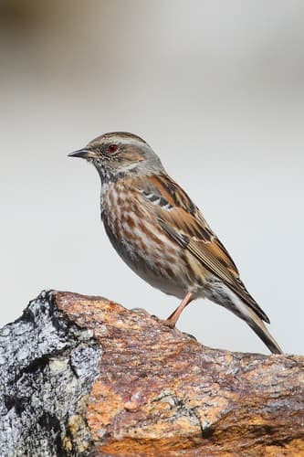 Altai Accentor