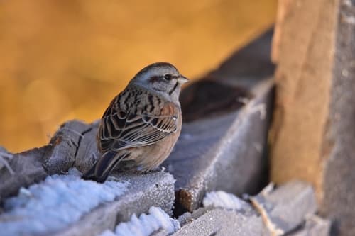 Godlewski's Bunting