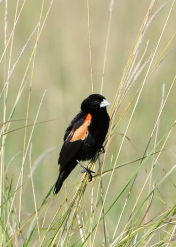 Fan-tailed Widowbird