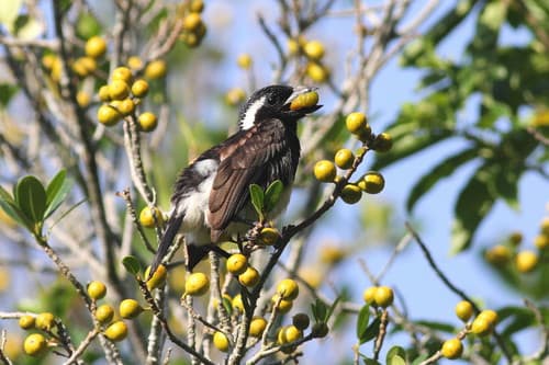 White-eared Barbet