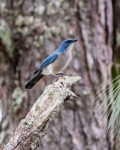 Transvolcanic Jay