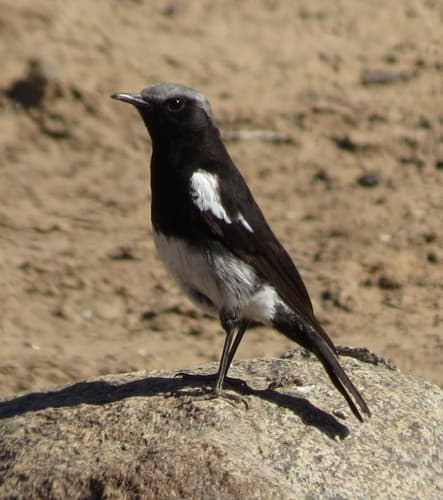 Mountain Chat