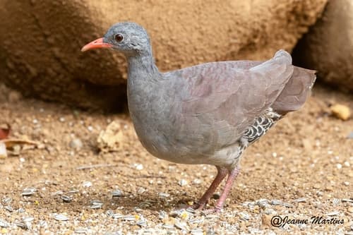 Tataupá Tinamou