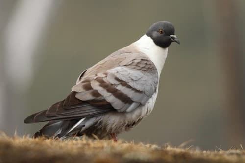 Snow Pigeon