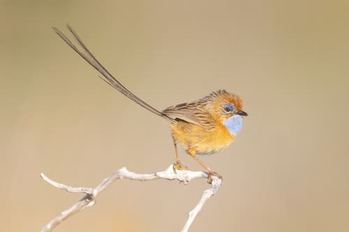 Southern Emuwren