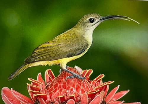 Little Spiderhunter