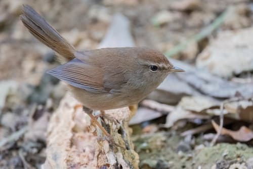 Brownish-flanked Bush Warbler