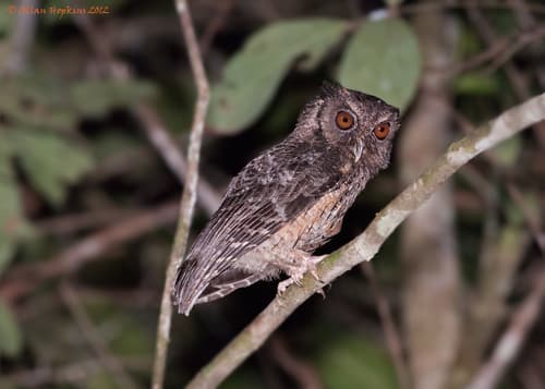 Tawny-bellied Screech-Owl