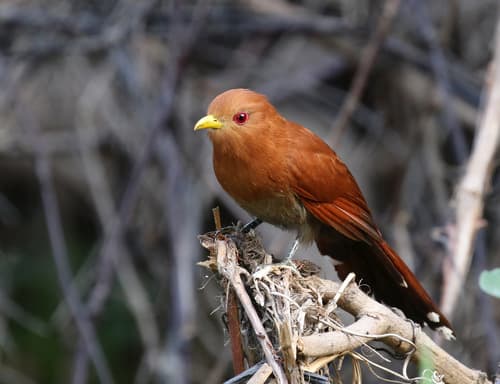 Little Cuckoo