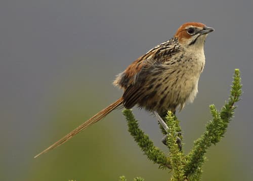 Cape Grassbird