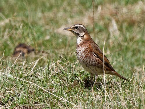 Naumann's Thrush