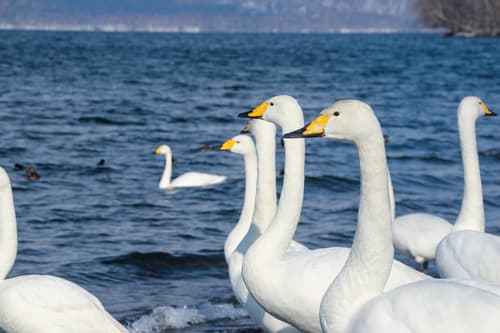 Mute Swan