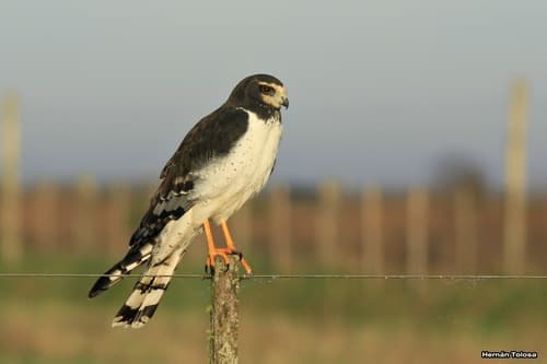 Long-winged Harrier