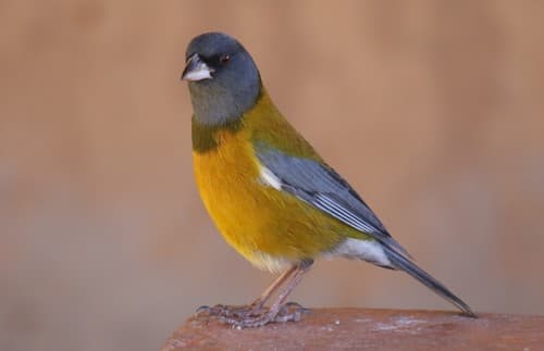 Peruvian Sierra-Finch