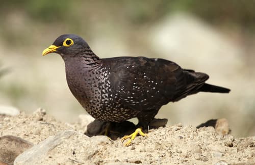 Rameron Pigeon