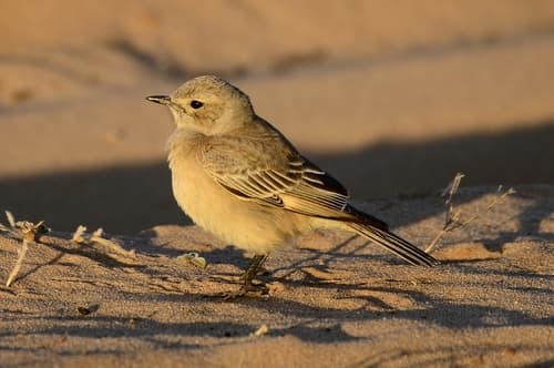 Chat Flycatcher