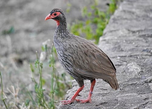Red-necked Spurfowl