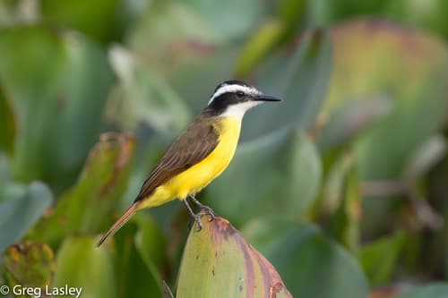 Lesser Kiskadee