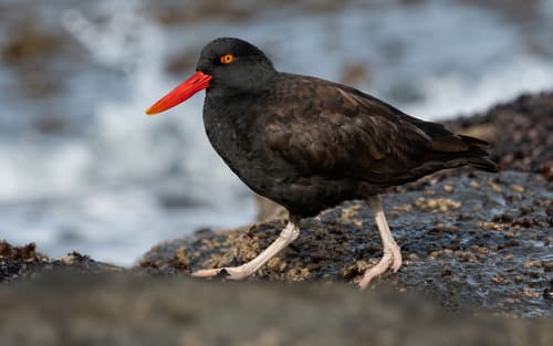 Blackish Oystercatcher
