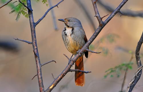 Collared Palm-Thrush