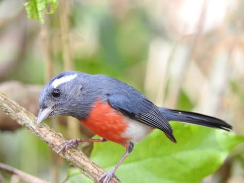 Gray-throated Chat